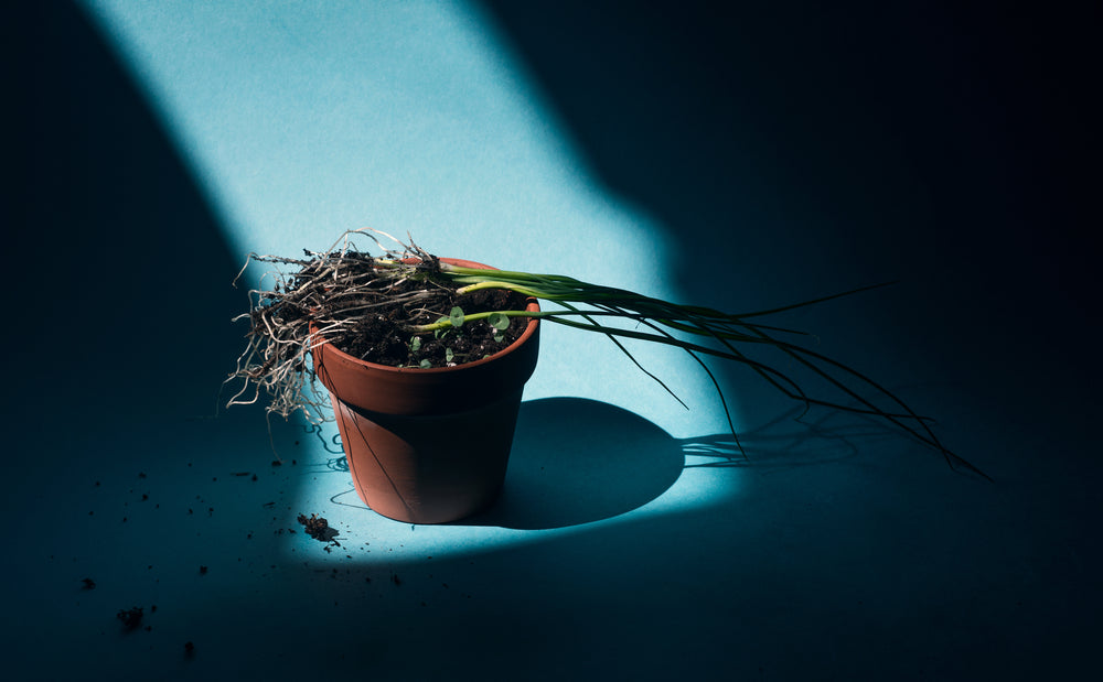 terracotta pot in a beam of light with sprouts and leeks