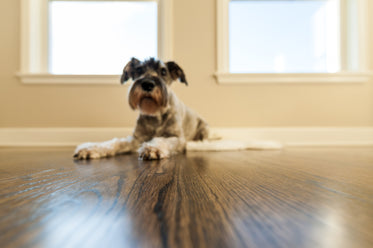 terrier relaxes by window