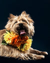 terrier wearing flowers