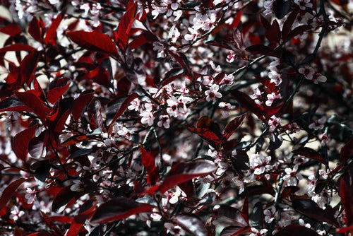 textural delicate spring blush blossoms and crimson leaves