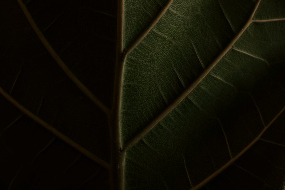 texture of a green leaf very close up