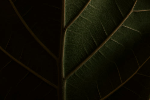 texture of a green leaf very close up
