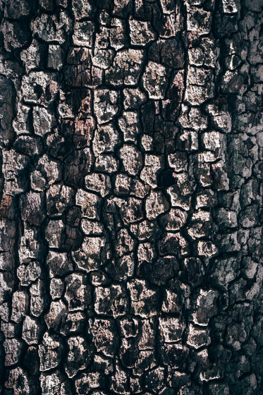 texture of bark on old tree