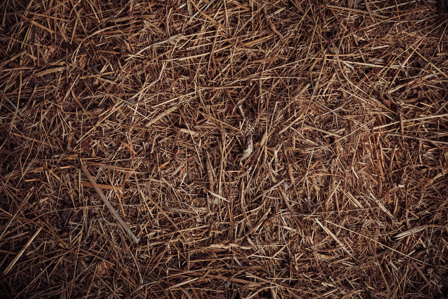 Browse Free HD Images of Texture Of Brown Hay And Other Grasses