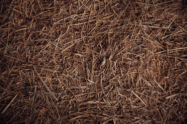 texture of brown hay and other grasses