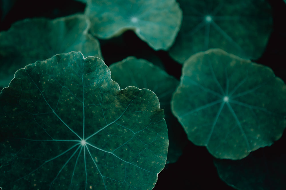 texture of large green leaves in shadows