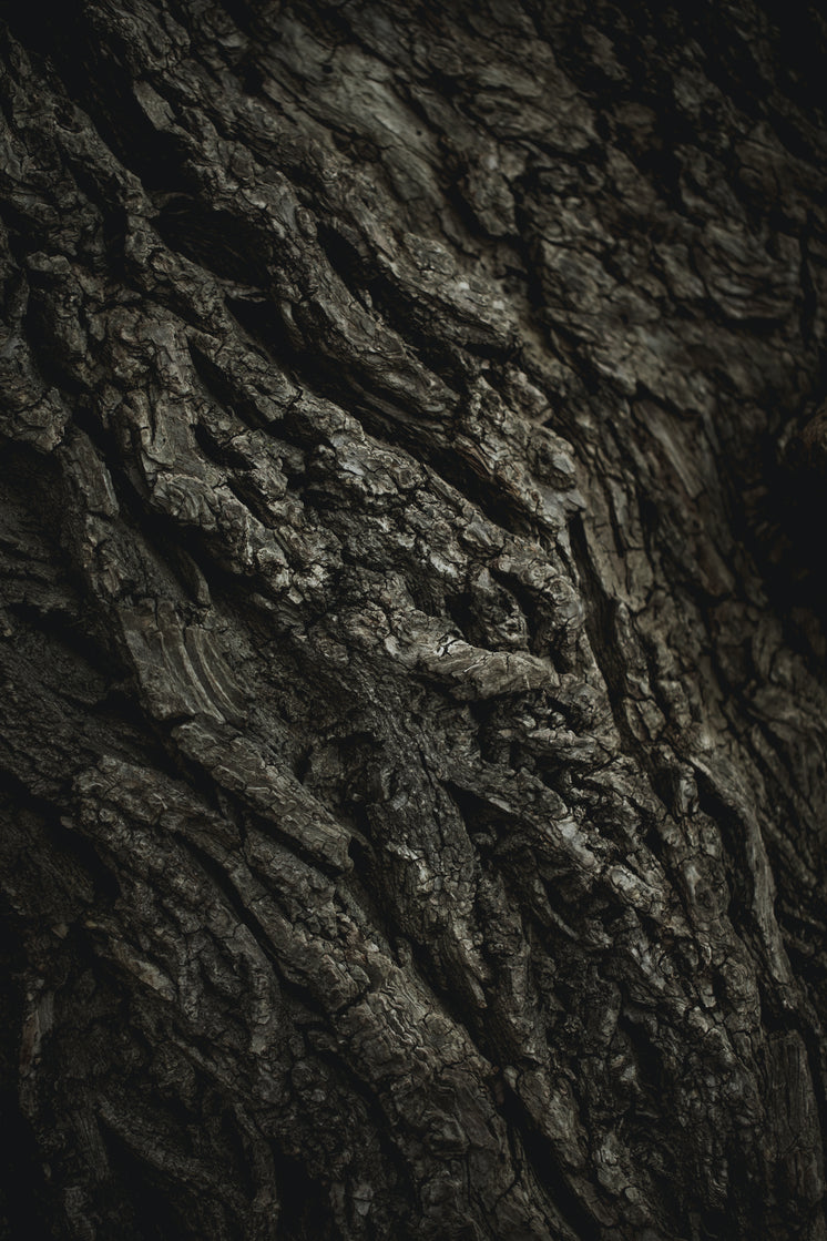 Texture Of Old Tree