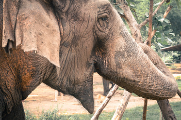 Picture of Thai Elephant - Free Stock Photo