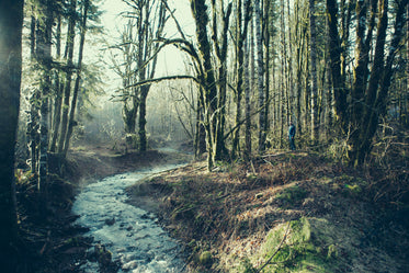 the abandoned forest