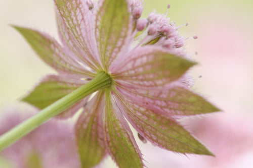 the bottom of a pink and green flower