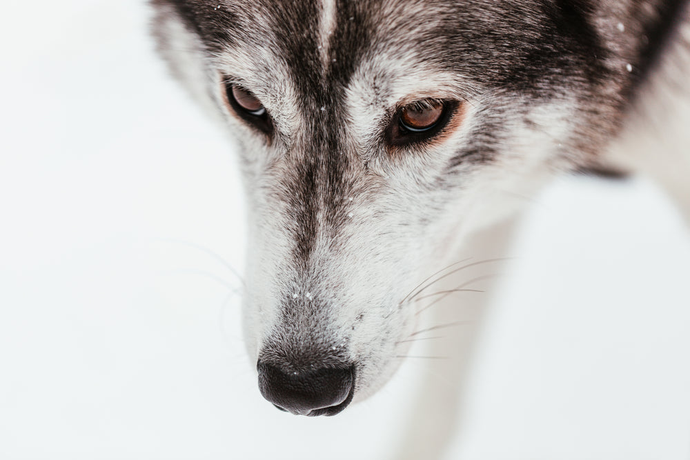 the face of a sled dog sprinkled with snowflakes