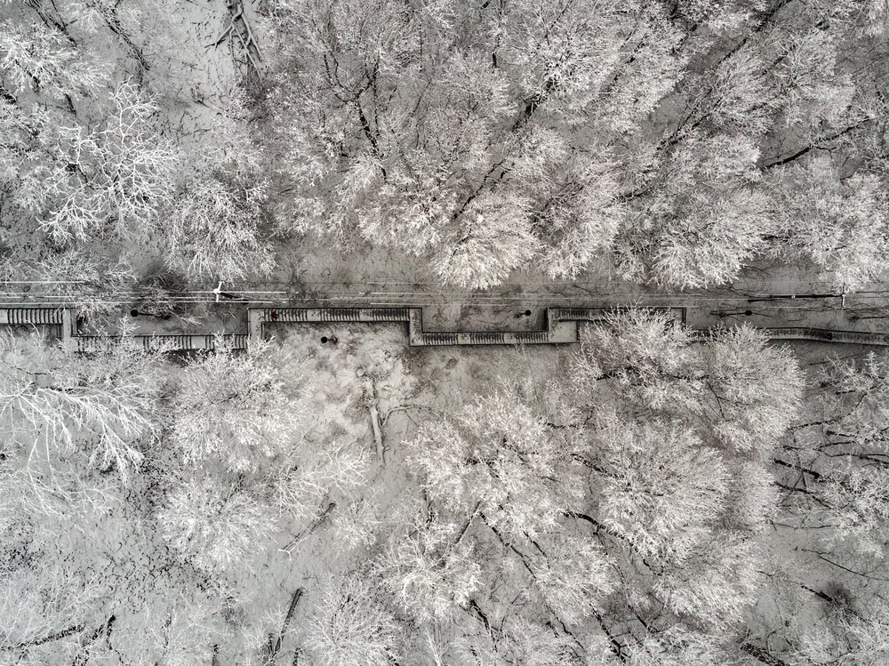 the frost-covered trees huddle in winter