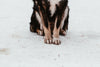 the furry toes of a sled dog on snow-covered ground
