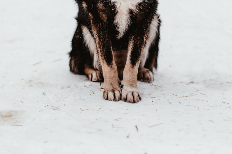 The Furry Toes Of A Sled Dog On Snow-covered Ground