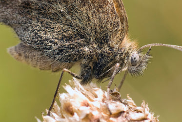 the fuzzy comet