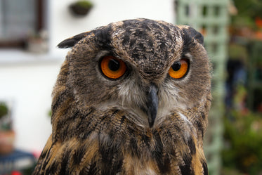the intense stare of an owl's red eyes