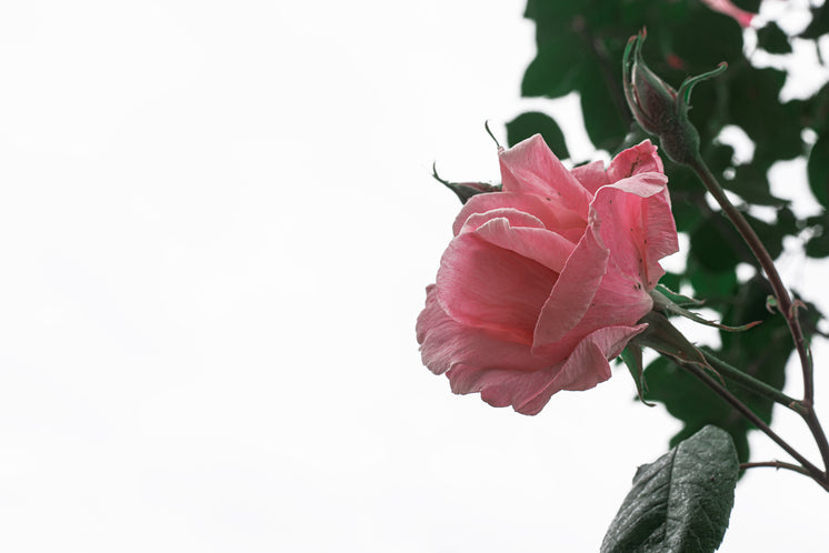 the-light-pink-petals-of-a-wilting-rose-