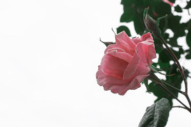 the light pink petals of a wilting rose against a grey sky