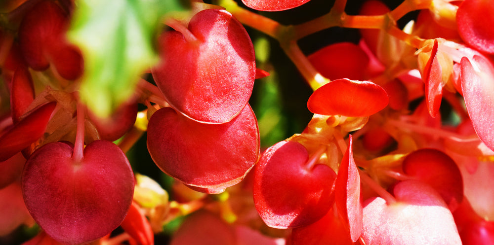 the magenta glow of flower petals in the sun