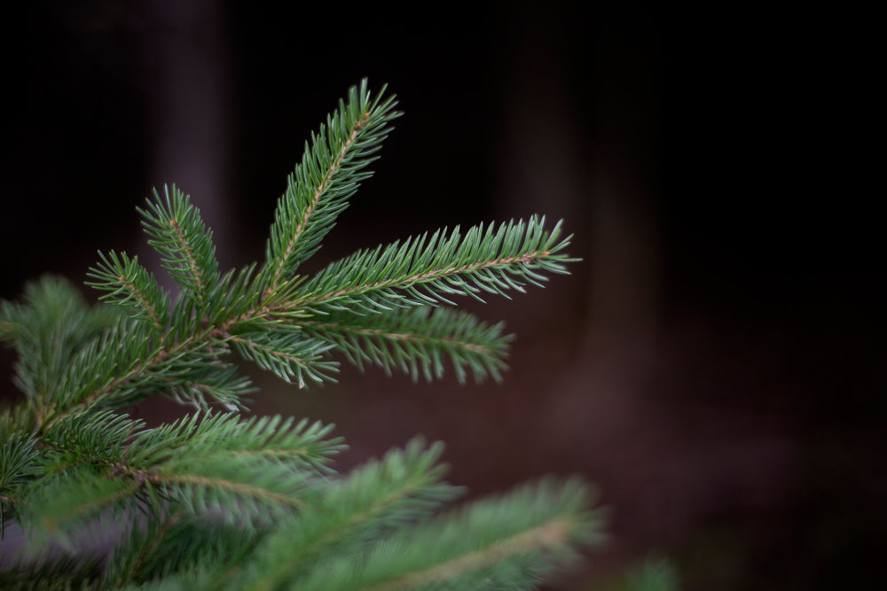 the needles on a pine branch against a green background