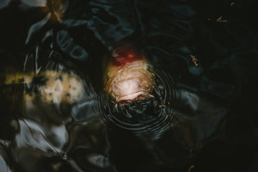 the nose of a koi lowering into the depths of dark pond