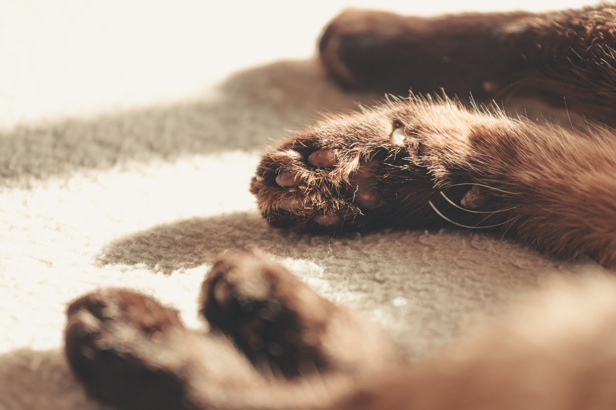 the paws of a brown fluffy cat