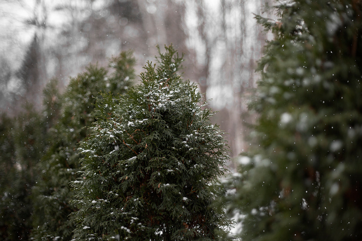 the peaks of pine trees being coated with white snowflakes