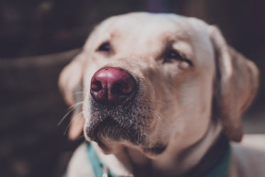 the pink nose of a golden retriever in sunlight