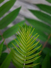 the pleasing symmetry of a fern leaf