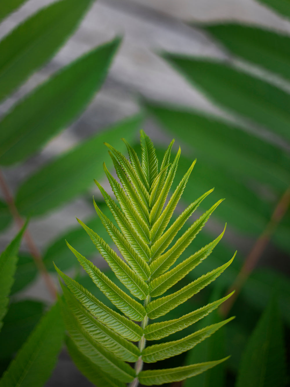 the pleasing symmetry of a fern leaf