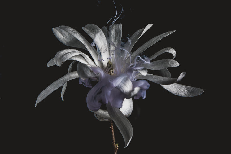 The Silver Petals Of A Flower Smoke Purple Waves.