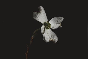 the silvery white petals of a flower in darkness
