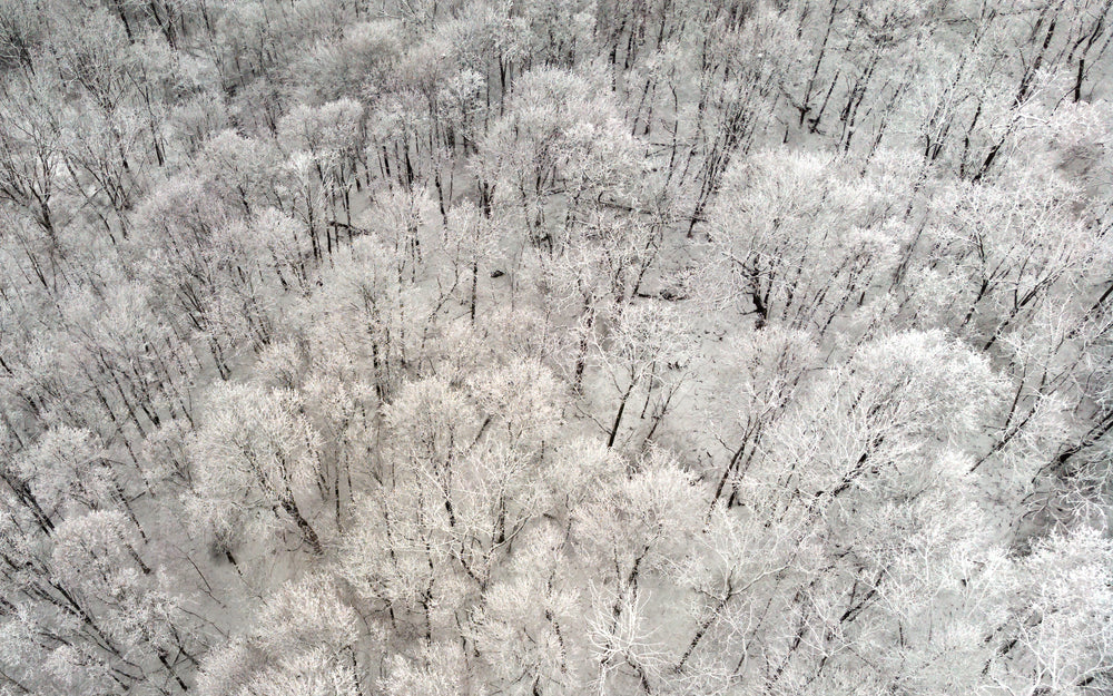 the snow-white trees clustered together