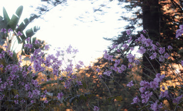 the sunlight illuminates branches behind some flowers