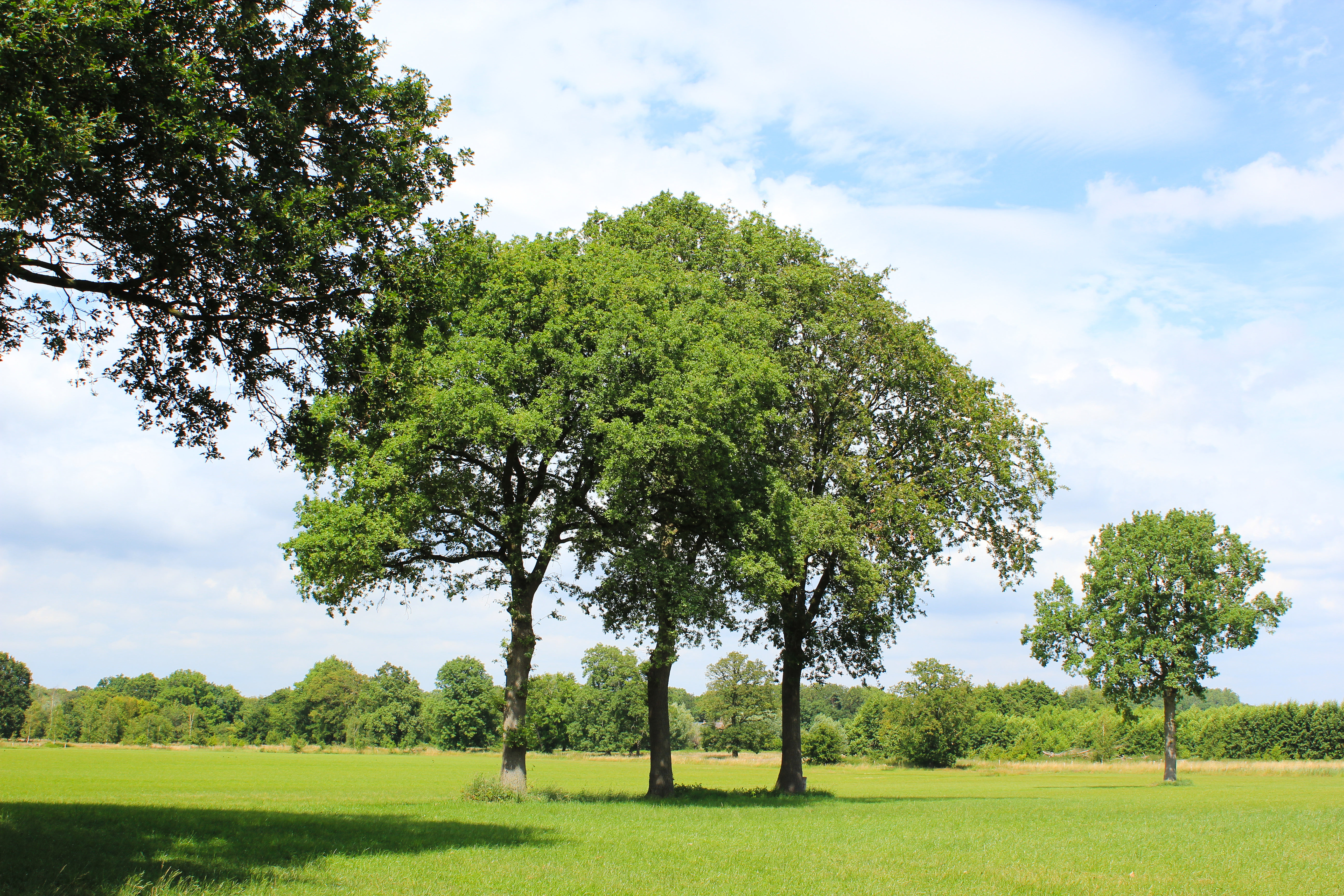 High Res The Three Trees Picture — Free Images