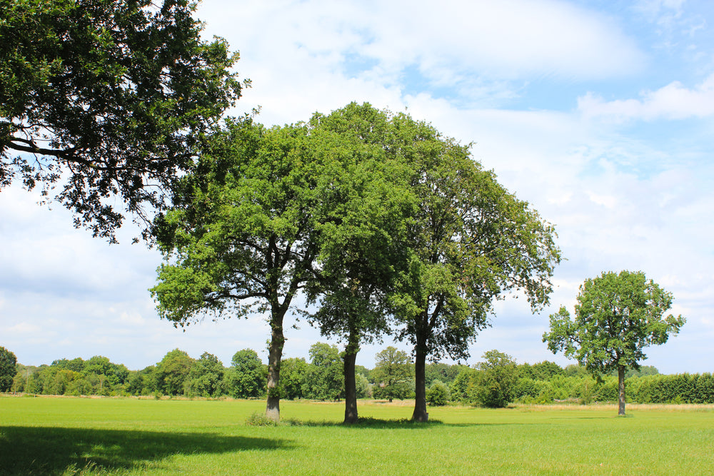 the three trees