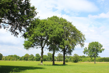 the three trees