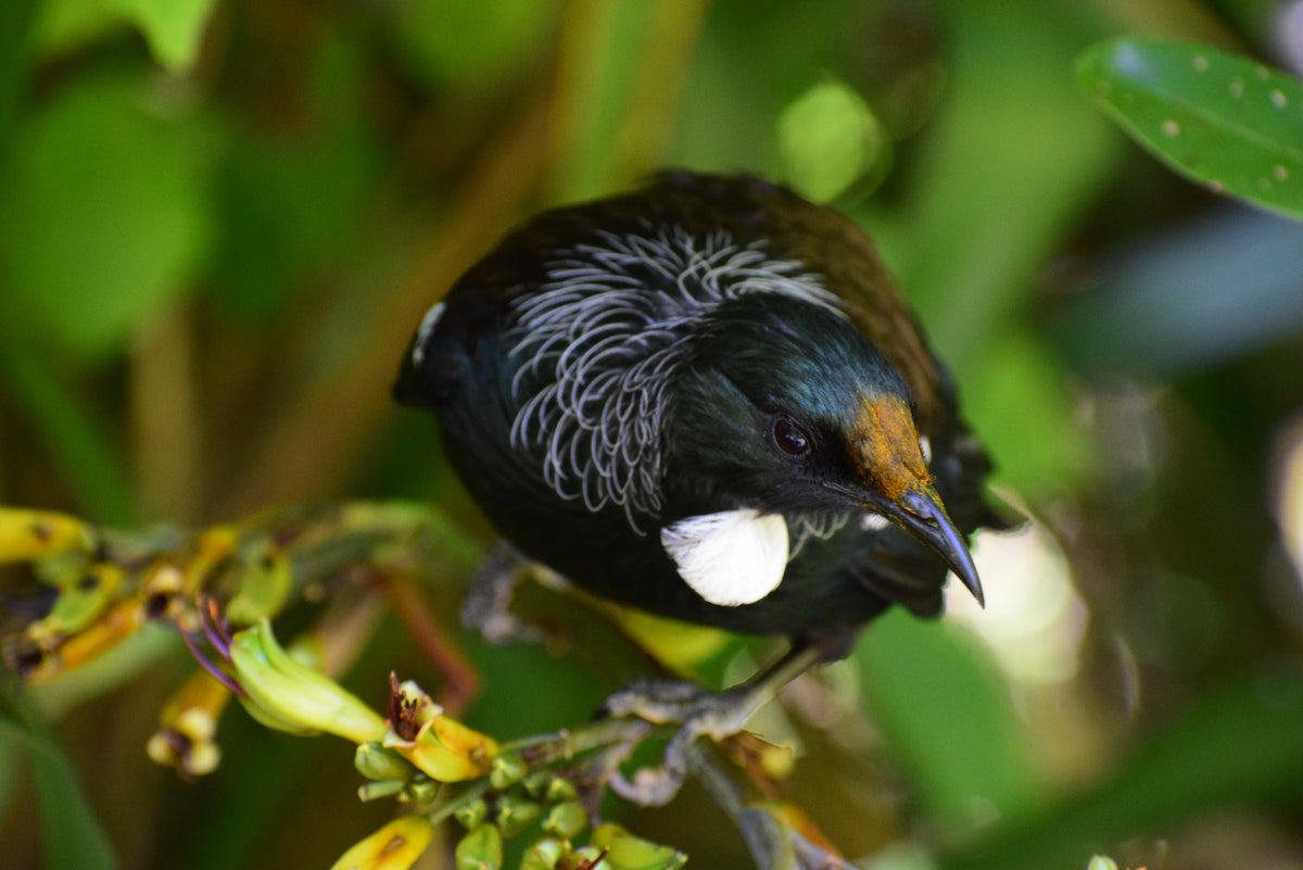 the tui bird perched atop floral branch