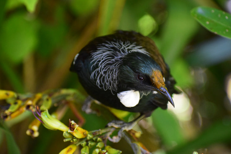 the-tui-bird-perched-atop-floral-branch.