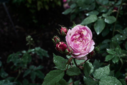 the velvet pink petals of a rose in dark green leafy bush
