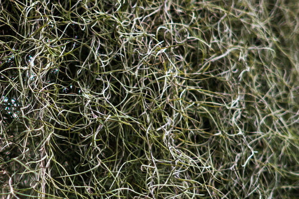 thick curly grass