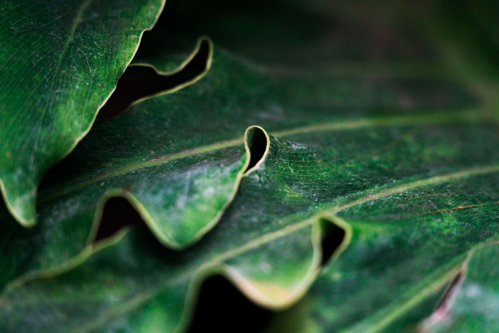 thick green leaf