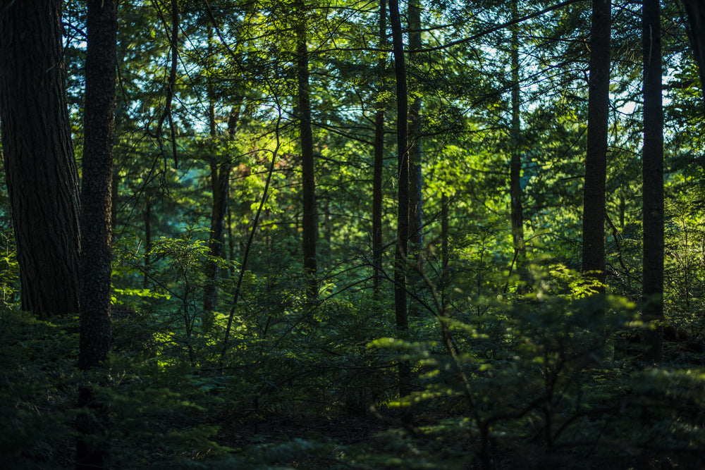 floresta viçosa