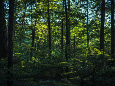 Thick Lush Green Forest
