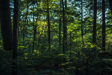 thick lush green forest