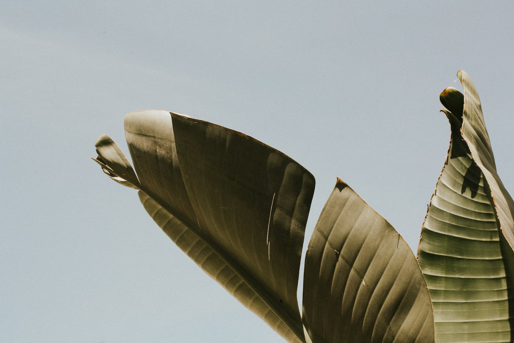 thick plant leaves under blue