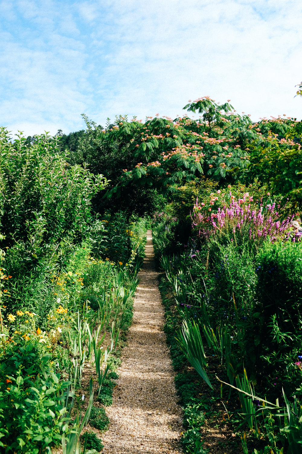 thin pathway lined with green grass and wildflowers