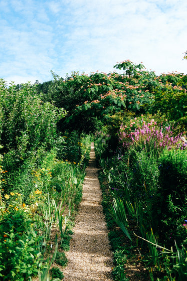 thin pathway lined with green grass and wildflowers