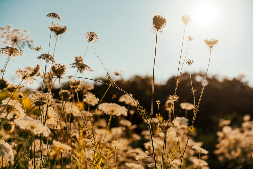 caules finos de plantas ao sol