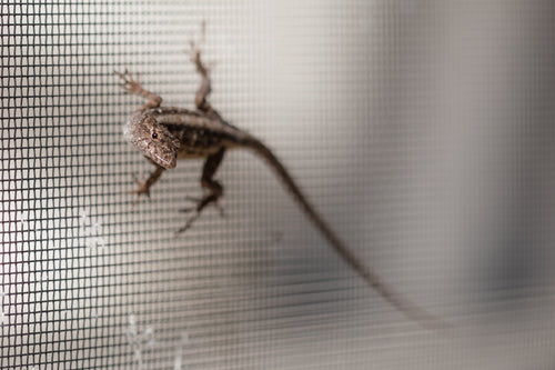 brown lizard on window screen
